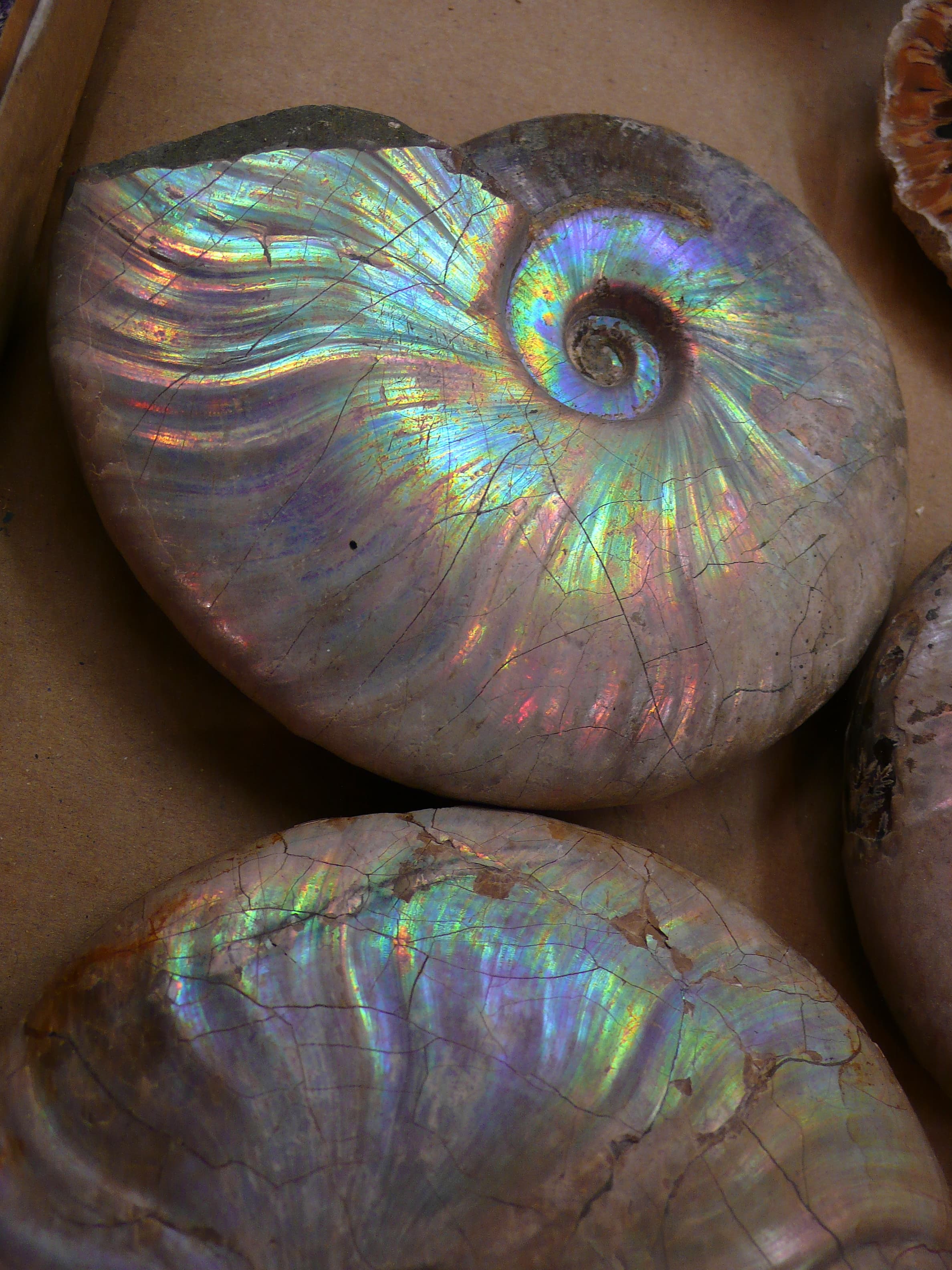 Fossilien aus dem Museum